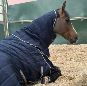 Issey relaxing in his stable looking happy